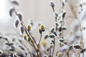 a bunch of willow branches with fluffy buds with a small number of yellow flowers in soft daylight © Elena