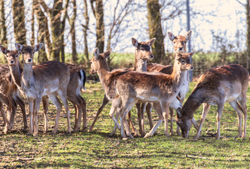 Ein Rudel Rehe in einem Gehege