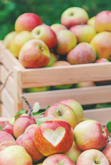 Harvest apples in a box on a tree in the garden. Selective focus.