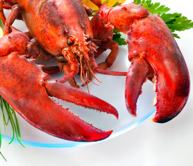 Cooked red lobster big claws
