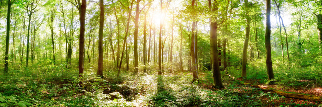 Panorama of a natural forest in spring with bright sun shining through the trees