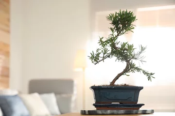  Japanese bonsai plant on table in living room, space for text. Creating zen atmosphere at home © New Africa