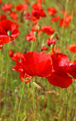 Close up of poppies in an English meadow