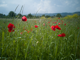 green meadow with blooming red poppies and rape in background
