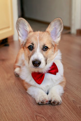 portrait of a cute puppy of a red Corgi dog lying on a wooden floor in a smart bow tie