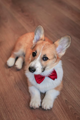 portrait  of a cute puppy of a red Corgi dog lying on a wooden floor in a smart bow tie