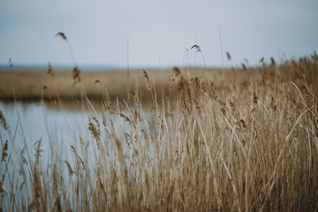 orange grass in lake
