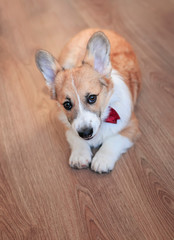 portrait top view of a cute puppy of a red Corgi dog lying on a wooden floor in a smart bow tie