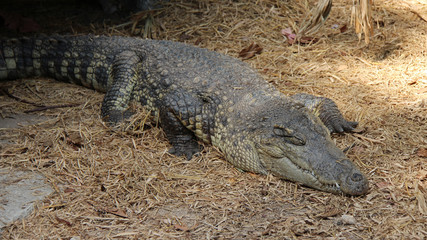 Obraz premium crocodile in a zoo in chiang mai (thailand) 