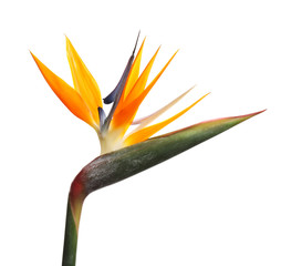 Bird of Paradise tropical flower isolated on white