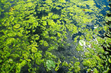 Algal bloom at summer in natur.