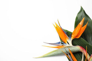 Bird of Paradise tropical flowers on white background, top view