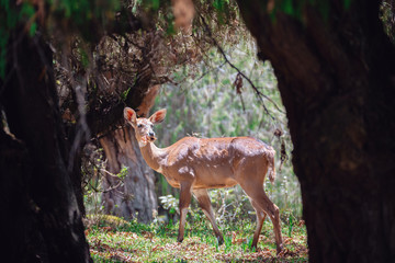 Beautiful animal, female of Mountain Nyala in natural habitat. Endemic antelope, Bale mountains Ethiopia, safari wildlife