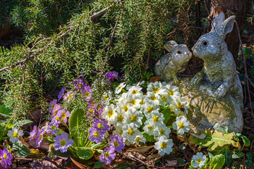 Delicate white and pink petals on primrose flowers (Primula acaulis or primula vulgaris) against background of green foliage. Love and relaxation. Spring awakening of nature. There is place for text.