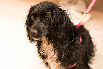 dog cocker spaniel