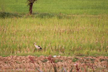 Obraz na płótnie Canvas bird (stork or crane ?) in a field in sukhothai (thailand)