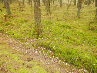 Fototapeta premium Pine forest, northern Poland.