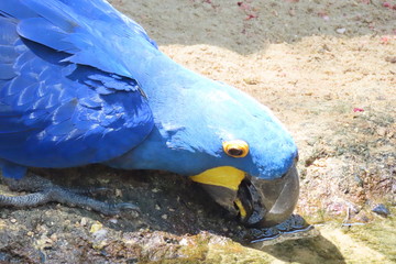 Parrot in zoo