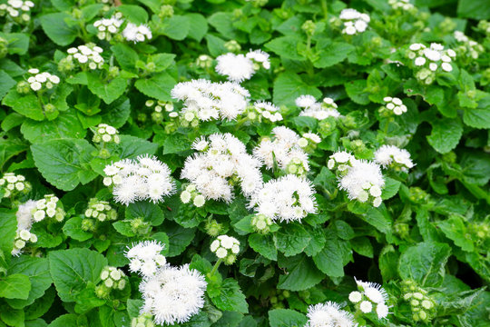 The white flower is commonly known as floss flower. Ageratum houstonianum is a member of Asteraceae.