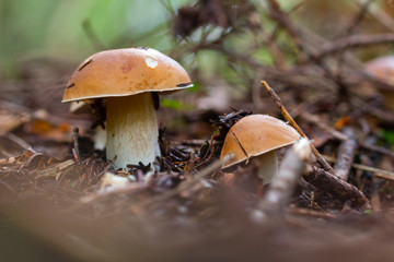 champignon dans la forêt