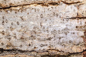 Background light tree bark for designer