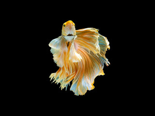 Fototapeta na wymiar Action and movement of Thai fighting fish on a black background