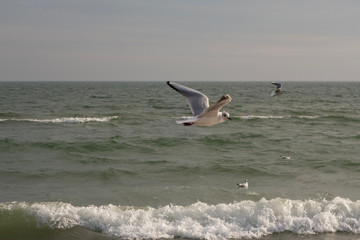 Seagulls and pigeons on the seashore on the beach on a sunny spring day.