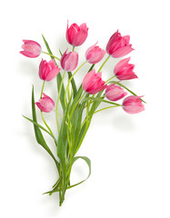 Isolated tulip flowers on white background. 