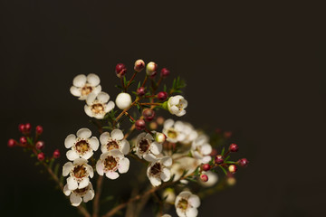 White flowers with yellow middle and dark red blossoms on dark background