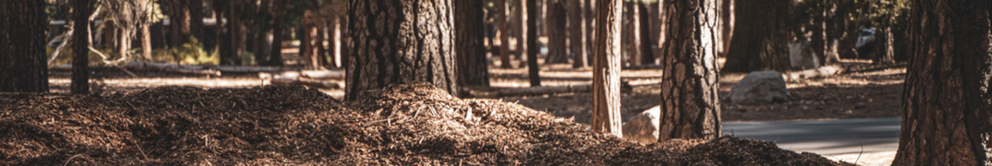 Arboles en el bosque al atardecer con piso de cortezas de madera textura