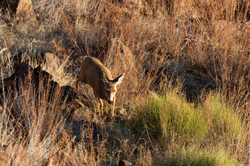 A mule deer doe makes her way between boulders on the bottom of a desert canyon floor in late afternoon light.