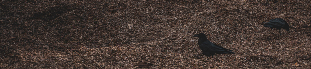 cuervos en el bosque con piso de cortezas textura madera