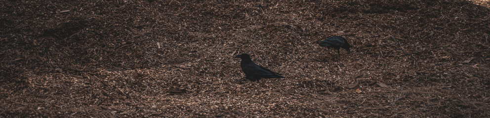 cuervos en el bosque con piso de cortezas textura madera