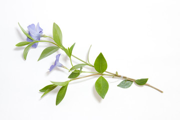 blue flowers periwinkle on white background