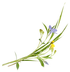 blue flowers periwinkle on white background