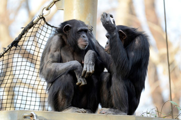 チンパンジー