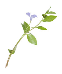 blue flowers periwinkle on white background