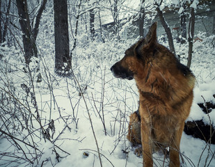 dog in snow