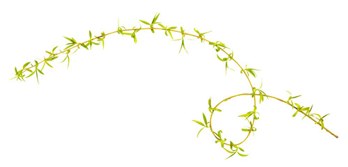 Young spring willow, osier, sallow branch isolated on white. 