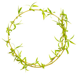 Young spring willow, osier, sallow branch isolated on white. 