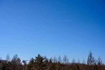 白樺と飛行機雲