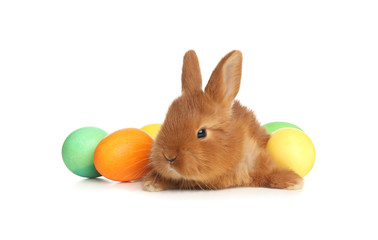 Fototapeta na wymiar Adorable fluffy bunny near Easter eggs on white background