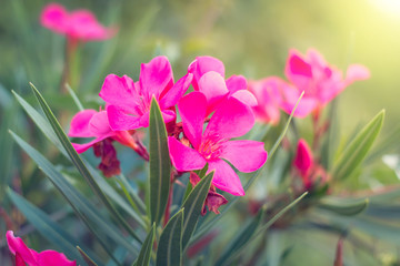 A natural blooming pink flowers in garden.
