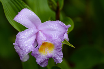 Fiore viola