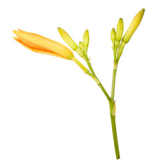 Fototapeta na wymiar Single orange lily flower isolated on white background