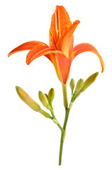 Single orange lily flower isolated on white background
