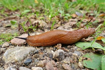 Braune Nacktschnecke, Spanische Wegschnecke, Arion vulgaris