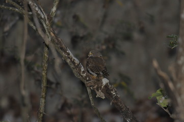 Colima Pygmy-Owl (Glaucidium palmarum)