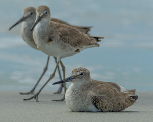 Willets on the beach at Don Pedro Island Florida on the Gulf of Mexico