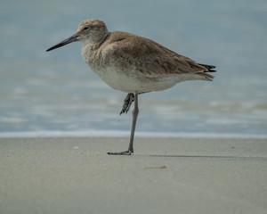 Obraz premium Willets on the beach at Don Pedro Island Florida on the Gulf of Mexico